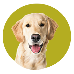 Flea, tick, and worm products for dogs