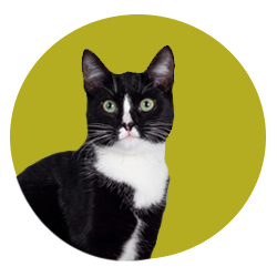 Flea, tick, and worm products for cats