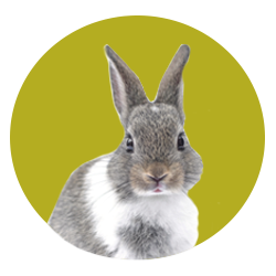 Flea, tick, and worm products for small furries