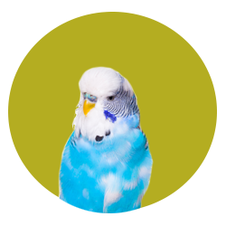 Flea, tick, and worm products for birds and exotic pets