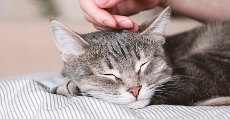 Close up of a cat sleeping on a bed
