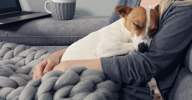 Brown and white dog cuddling with a woman on a sofa and a grey blanket 