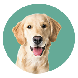 Dog inside a mint green circle.