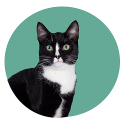 Cat inside a mint green circle.