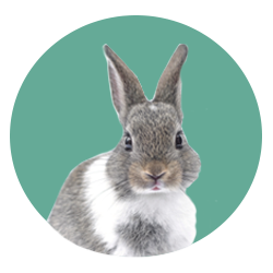 Rabbit inside a mint green circle.