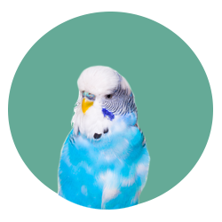 Small bird inside a mint green circle.