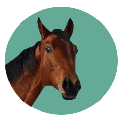 Horse head inside a mint green circle.